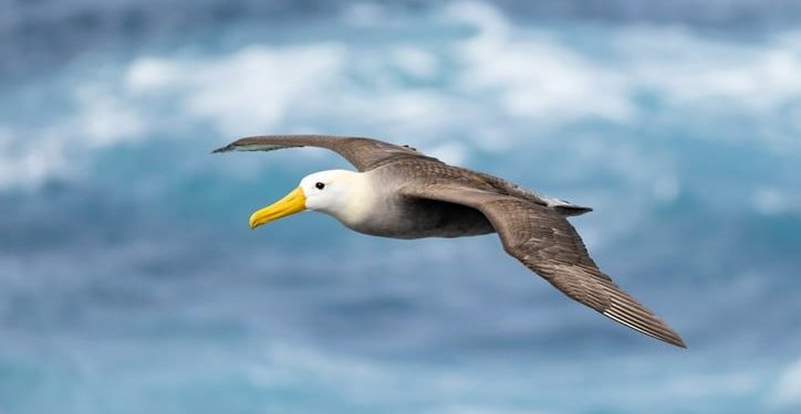 Kebiasaan Burung Galapagos dalam Perjalanan Jarak 3.000 Mil Terungkap